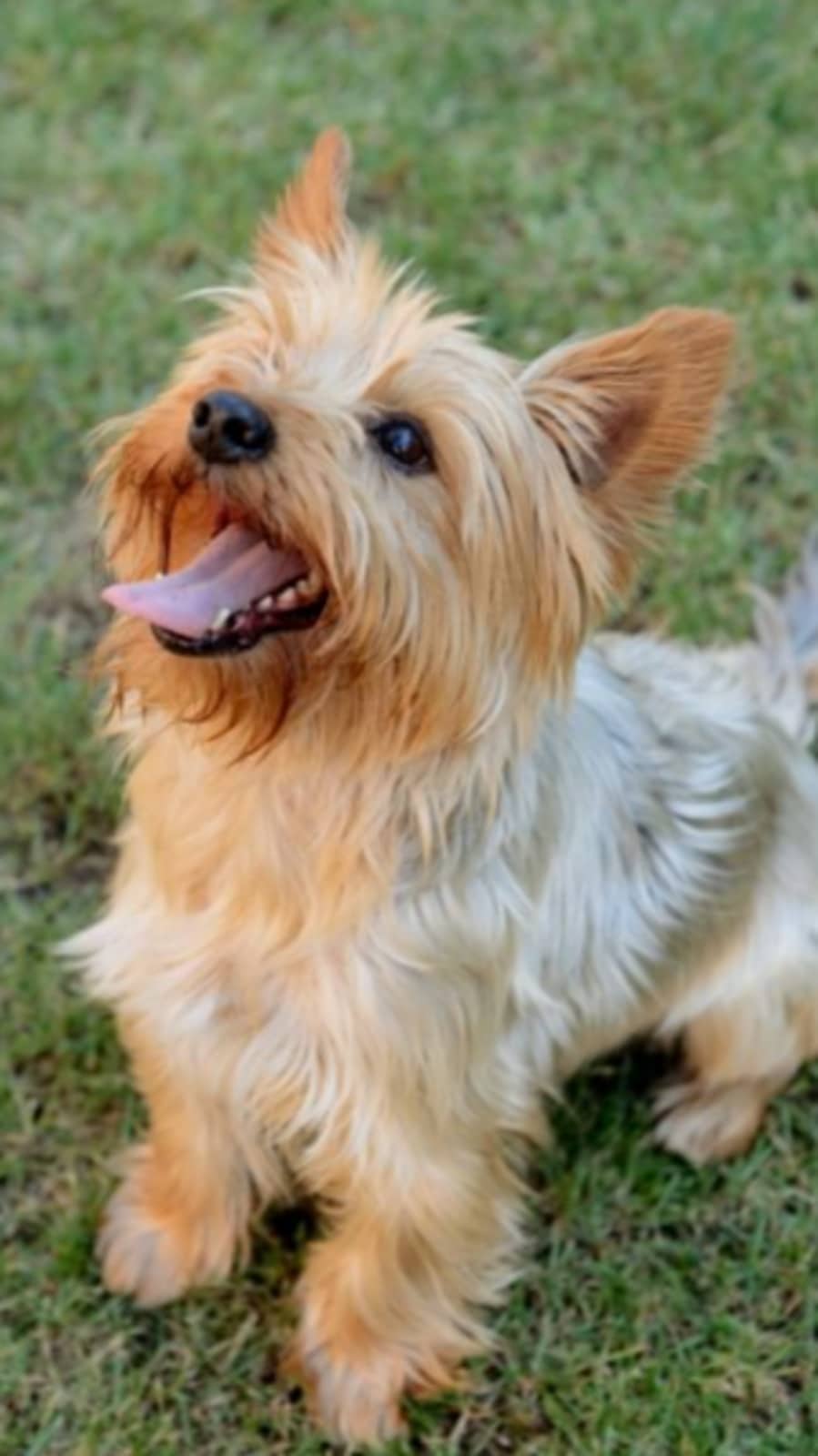 Photo inspiration: Fresh Look at Common Dog Breeds Linked To Age Related Kidney Disease