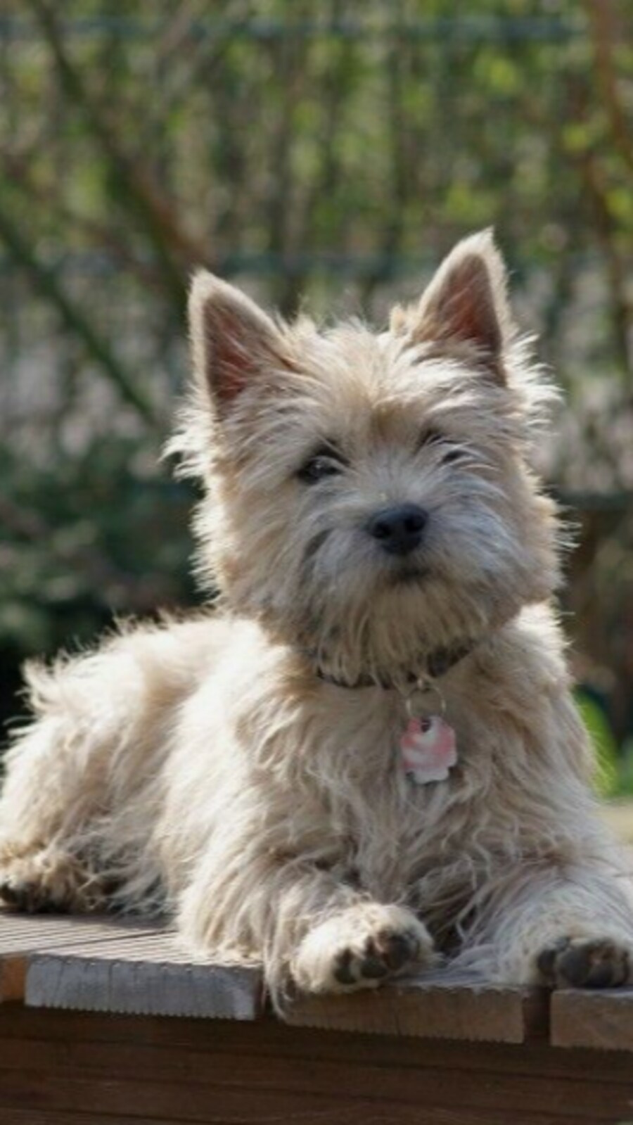 Photo inspiration: Common Dog Breeds Linked To Age Related Kidney Disease Photo Inspiration