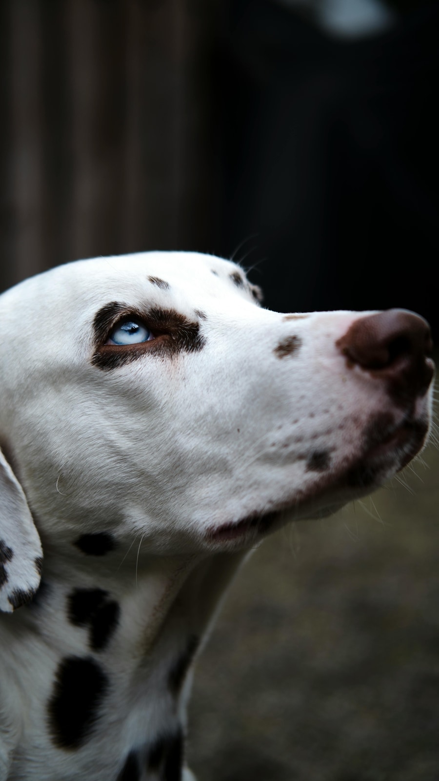 Curated visual reference: Picture Idea: Common Dog Breeds Linked To Age Related Kidney Disease