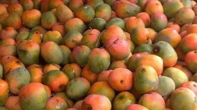 Can you spot the hidden parrot in a pile of mangoes? (Facebook/Minion Quotes) Can you spot the hidden parrot in a pile of mangoes? (Facebook/Minion Quotes)