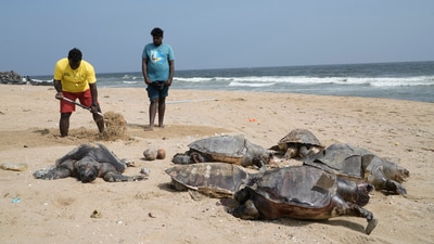 Volunteers gather the carcasses of endangered olive ridley sea turtles to bury after they washed ashore on Kovalam beach, on the outskirts of Chennai. (AP) Volunteers gather the carcasses of endangered olive ridley sea turtles to bury after they washed ashore on Kovalam beach, on the outskirts of Chennai. (AP)