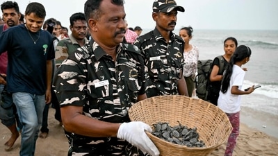 Patrollers search the beaches for turtle nesting sites or little mounds of sand that could be signs of buried eggs. Hundreds of turtles have been killed in the area this year alone as a result of being caught in fishing nets offshore. (AFP) Patrollers search the beaches for turtle nesting sites or little mounds of sand that could be signs of buried eggs. Hundreds of turtles have been killed in the area this year alone as a result of being caught in fishing nets offshore. (AFP)