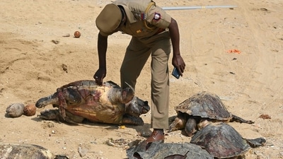 A police personnel examines the carcasses of endangered Olive Ridley sea turtles that were washed ashore at Kovalam Beach on the outskirts of Chennai. (AFP) A police personnel examines the carcasses of endangered Olive Ridley sea turtles that were washed ashore at Kovalam Beach on the outskirts of Chennai. (AFP)