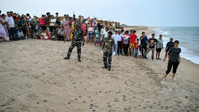 When they discover a cache of eggs, they move them to a safe location and rebury them at the same depth as before. This is important since the turtles' sex is influenced by the temperature. In pic: People take pictures of newly-hatched olive ridley turtles released by wildlife division officials along a beach in Chennai. (AP) When they discover a cache of eggs, they move them to a safe location and rebury them at the same depth as before. This is important since the turtles' sex is influenced by the temperature. In pic: People take pictures of newly-hatched olive ridley turtles released by wildlife division officials along a beach in Chennai. (AP)