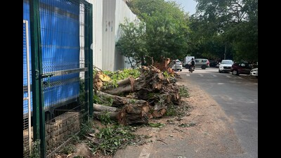 Illegal felling of multiple trees in DLF Phase 1 near Arjun Marg in Gurugram on Wednesday. (HT PHOTO) Illegal felling of multiple trees in DLF Phase 1 near Arjun Marg in Gurugram on Wednesday. (HT PHOTO)