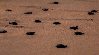 When a cache of eggs is discovered, they are moved to a safe location and reburied at the same depth as before. This is important since the turtles' sex is influenced by the temperature. In pic: Newly-hatched olive ridley sea turtles crawl towards the Bay of Bengal at a beach, in Chennai, Tamil Nadu. (PTI) When a cache of eggs is discovered, they are moved to a safe location and reburied at the same depth as before. This is important since the turtles' sex is influenced by the temperature. In pic: Newly-hatched olive ridley sea turtles crawl towards the Bay of Bengal at a beach, in Chennai, Tamil Nadu. (PTI)