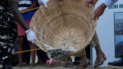 During the months of December through April, when turtles are nesting, the patrols start at midnight every day. In pic: Tamil Nadu Forest Department officials and volunteers release newly-hatched olive ridley sea turtles from a hatchery at the beach, in Chennai, Tamil Nadu. (AP) During the months of December through April, when turtles are nesting, the patrols start at midnight every day. In pic: Tamil Nadu Forest Department officials and volunteers release newly-hatched olive ridley sea turtles from a hatchery at the beach, in Chennai, Tamil Nadu. (AP)