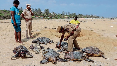 Residents of Chennai, have been patrolling moonlit beaches at night in an effort to save sea turtles and their young, which have been nesting along the shores for thousands of years. In pic: Policemen inspect Olive Ridley turtles at Kovalam Beach in Chennai on Saturday. (ANI) Residents of Chennai, have been patrolling moonlit beaches at night in an effort to save sea turtles and their young, which have been nesting along the shores for thousands of years. In pic: Policemen inspect Olive Ridley turtles at Kovalam Beach in Chennai on Saturday. (ANI)