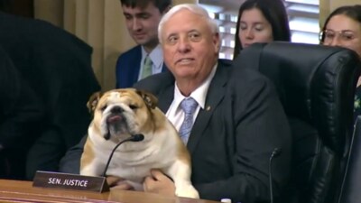 Senator Jim Justice brought his bulldog, Babydog, to a Senate hearing. (X/@EnergyGOP) Senator Jim Justice brought his bulldog, Babydog, to a Senate hearing. (X/@EnergyGOP)