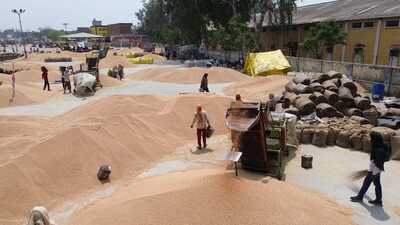 Wheat in a mandi in Sangrur district on Wednesday. (HT photo) Wheat in a mandi in Sangrur district on Wednesday. (HT photo)