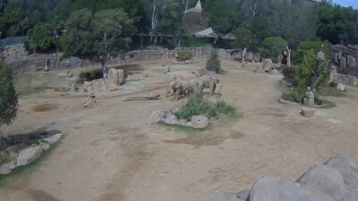 As the ground shook, five adult elephants rushed to surround the herd’s youngest members. (X/@sandiegozoo) As the ground shook, five adult elephants rushed to surround the herd’s youngest members. (X/@sandiegozoo)