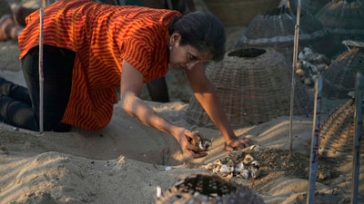Over 260,000 turtle eggs have been gathered and protected this year by locals in Chennai, the capital of Tamil Nadu state. (AP) Over 260,000 turtle eggs have been gathered and protected this year by locals in Chennai, the capital of Tamil Nadu state. (AP)