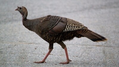 Rosie, a turkey from Roosevelt Island, is on a quest for love in Manhattan. (Representational) Rosie, a turkey from Roosevelt Island, is on a quest for love in Manhattan. (Representational)