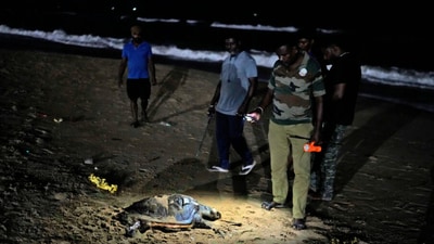 The olive ridley turtles and their eggs, which can take up to 60 days to hatch, are at risk from hungry canines, locals searching for a feast, and confusing lighting. (AP) The olive ridley turtles and their eggs, which can take up to 60 days to hatch, are at risk from hungry canines, locals searching for a feast, and confusing lighting. (AP)