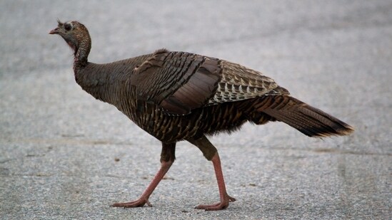 Rosie, a turkey from Roosevelt Island, is on a quest for love in Manhattan. (Representational)