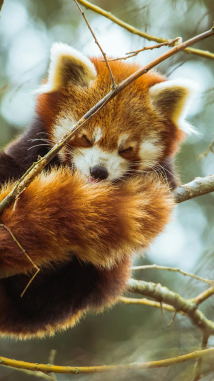 Harmless animals you should know about | Hindustan Times