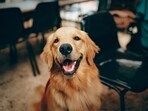 The man, according to reports, had claimed that he had imported the "world's most expensive" dog -- a cross-breed of a Caucasian Shepherd and Wolf. 