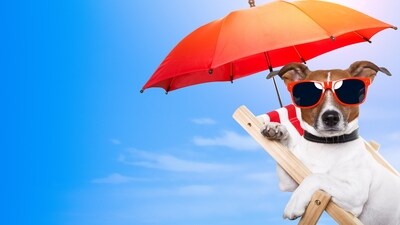 Take extra care of your pets in summer (Adobe stock) Take extra care of your pets in summer (Adobe stock)