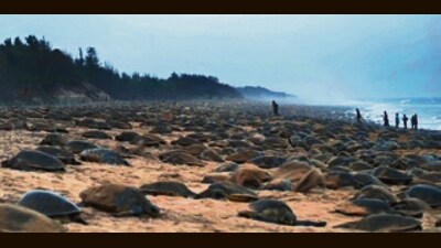 Surveys conducted in 2016 and 2019 confirm that important nesting beaches have re-formed after the 2004 Indian Ocean earthquake and tsunami caused widespread destruction. (HT PHOTO) Surveys conducted in 2016 and 2019 confirm that important nesting beaches have re-formed after the 2004 Indian Ocean earthquake and tsunami caused widespread destruction. (HT PHOTO)