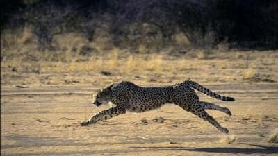 The Government of India shall provide budgetary support of ₹150 crore to IBCA for creating a corpus, building infrastructure, and meeting recurring expenditure for five years from 2023-24 to 2028-29 (Getty Images/ Representative photo) The Government of India shall provide budgetary support of ₹150 crore to IBCA for creating a corpus, building infrastructure, and meeting recurring expenditure for five years from 2023-24 to 2028-29 (Getty Images/ Representative photo)