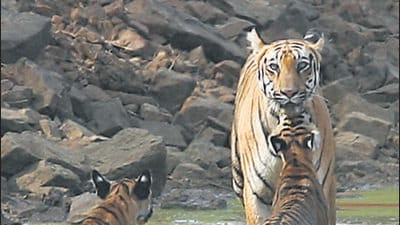 Tiger - Tadoba Andhari Tiger Reserve - HT Photo by Vikas Khot 17-05-2007 Tiger - Tadoba Andhari Tiger Reserve - HT Photo by Vikas Khot 17-05-2007