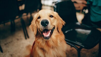The man, according to reports, had claimed that he had imported the "world's most expensive" dog -- a cross-breed of a Caucasian Shepherd and Wolf.