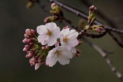 This file photo shows flowering cherry blossoms and buds from a sample cherry tree, Somei Yoshino species. Japan's famed cherry trees are getting old but a new AI tool that assesses photos of the delicate pink and white flowers could help preserve them for future generations. The "sakura" season is feverishly anticipated by locals and visitors alike, with the profusion of the stunning blossoms marking the start of spring. (Photo by Kazuhiro NOGI / AFP)
