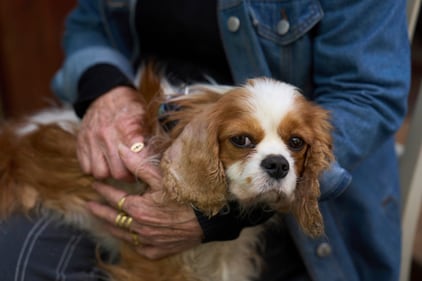 Rachel Dancyg holds her dog, Billie, on Wednesday, April 16, 2025. Israeli soldiers found Billie in the Gaza Strip, 18 months after she disappeared during Hamas' attack on Dancyg's Kibbutz of Nir Oz, in Binyamina, Israel. (AP) Rachel Dancyg holds her dog, Billie, on Wednesday, April 16, 2025. Israeli soldiers found Billie in the Gaza Strip, 18 months after she disappeared during Hamas' attack on Dancyg's Kibbutz of Nir Oz, in Binyamina, Israel. (AP)