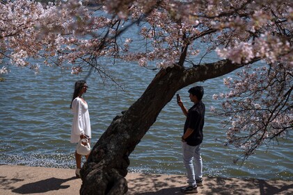 Visitors pose for photos amid the cherry blossoms along the Tidal Basin, Monday, March 31, 2025, in Washington. (AP Photo/Mark Schiefelbein) (AP)