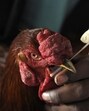 A health worker takes a sample from a hen to test for bird flu in Noida. (Sunil Ghosh/ HT File Photo)