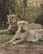 An enclosure of 6,400 hectares have been developed at the GSW, Mandsaur to welcome cheetahs at their second home. (PTI) An enclosure of 6,400 hectares have been developed at the GSW, Mandsaur to welcome cheetahs at their second home. (PTI)