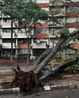 The alert comes just a day after 8.3 mm rain, accompanied by winds going up to 50km/h, was recorded in the city, bringing down trees and branches. (HT) The alert comes just a day after 8.3 mm rain, accompanied by winds going up to 50km/h, was recorded in the city, bringing down trees and branches. (HT)
