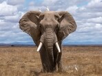 Community trackers search for elephants in the arid jungles of central India in order to feed an alert system that helps stop some of the hundreds of tragic tramplings that occur there every year.