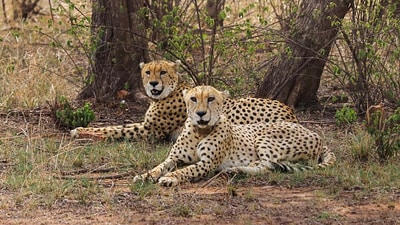 Two cheetahs from Kuno National Park, said to be the species' original home in the nation, would be relocated. (PTI) Two cheetahs from Kuno National Park, said to be the species' original home in the nation, would be relocated. (PTI)