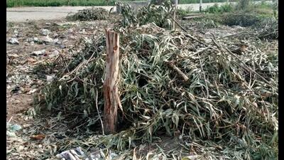 The divisional forest officer said no proper assessment of the felled trees was conducted. (HT Photo) The divisional forest officer said no proper assessment of the felled trees was conducted. (HT Photo)