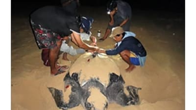 Leatherback turtles. (Dakshin) Leatherback turtles. (Dakshin)