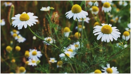 Chamomile oil has many healing properties, especially for the digestive system. It can treat indigestion, gas, nausea, etc. It can also heal wounds, treat anxiety and ease skin conditions like eczema or rashes. (Unsplash)
