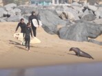 Surfers fled Newport Beach as an aggressive, toxin-affected sea lion chased them.