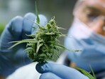 Medical cannabis shows promise.