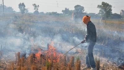 According to a report by the Indian Agricultural Research Institute, more than 15,830 cases were reported in Madhya Pradesh from April 1 to April 18 this year, while Punjab recorded 14 cases, Haryana had 47 cases, and Uttar Pradesh registered 3,607 cases. (Hindustan Times/ Representative photo) According to a report by the Indian Agricultural Research Institute, more than 15,830 cases were reported in Madhya Pradesh from April 1 to April 18 this year, while Punjab recorded 14 cases, Haryana had 47 cases, and Uttar Pradesh registered 3,607 cases. (Hindustan Times/ Representative photo)