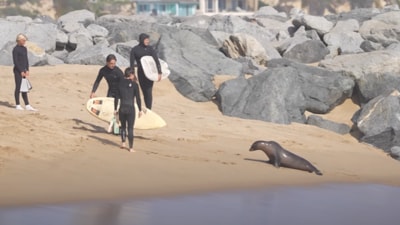 Surfers fled Newport Beach as an aggressive, toxin-affected sea lion chased them. (YouTube/ DingoSaidSo) Surfers fled Newport Beach as an aggressive, toxin-affected sea lion chased them. (YouTube/ DingoSaidSo)