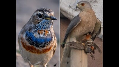 The bluethroat ‘friend’ and (on right) in the Shikra’s clutches. (Sanjay Banerjee) The bluethroat ‘friend’ and (on right) in the Shikra’s clutches. (Sanjay Banerjee)