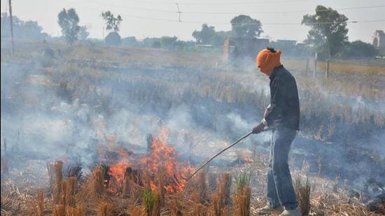 According to a report by the Indian Agricultural Research Institute, more than 15,830 cases were reported in Madhya Pradesh from April 1 to April 18 this year, while Punjab recorded 14 cases, Haryana had 47 cases, and Uttar Pradesh registered 3,607 cases. (Hindustan Times/ Representative photo)