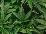 April 20 is observed as a marijuana holiday every year