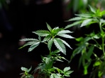 4/20 has evolved into a major cannabis celebration with legal status in numerous states. Various restaurants are participating by offering exclusive deals. (AP Photo/Ted S. Warren, File)