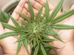 Why is April 20 the unofficial marijuana holiday in US? How 4/20 became a day to remember (Pixabay - representational image)
