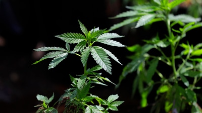 4/20 has evolved into a major cannabis celebration with legal status in numerous states. Various restaurants are participating by offering exclusive deals. (AP Photo/Ted S. Warren, File) (AP) 4/20 has evolved into a major cannabis celebration with legal status in numerous states. Various restaurants are participating by offering exclusive deals. (AP Photo/Ted S. Warren, File) (AP)
