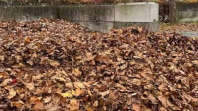 Can you spot the hidden dog in 10 seconds? This viral optical illusion stumped the internet. (Facebook/Minion Quotes) Can you spot the hidden dog in 10 seconds? This viral optical illusion stumped the internet. (Facebook/Minion Quotes)