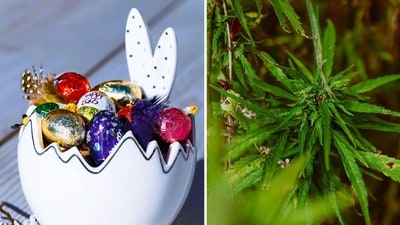 Easter Sunday 2025 coincides with 4/20: Have the 2 days aligned before and when will this happen again? (Pixabay - representational images)