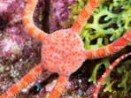 ruby_brittle_star_